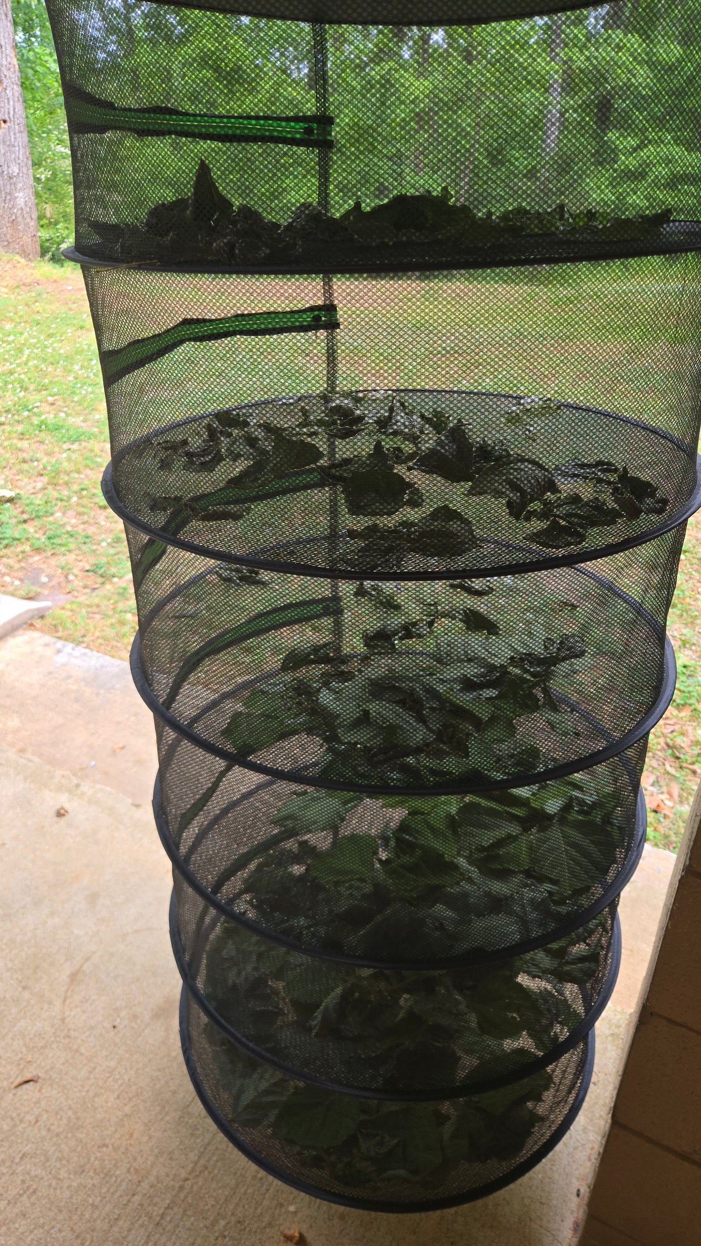 Kudzu Leaves & Roots for Isopods, Goats, Pets, Rabbits, and More.