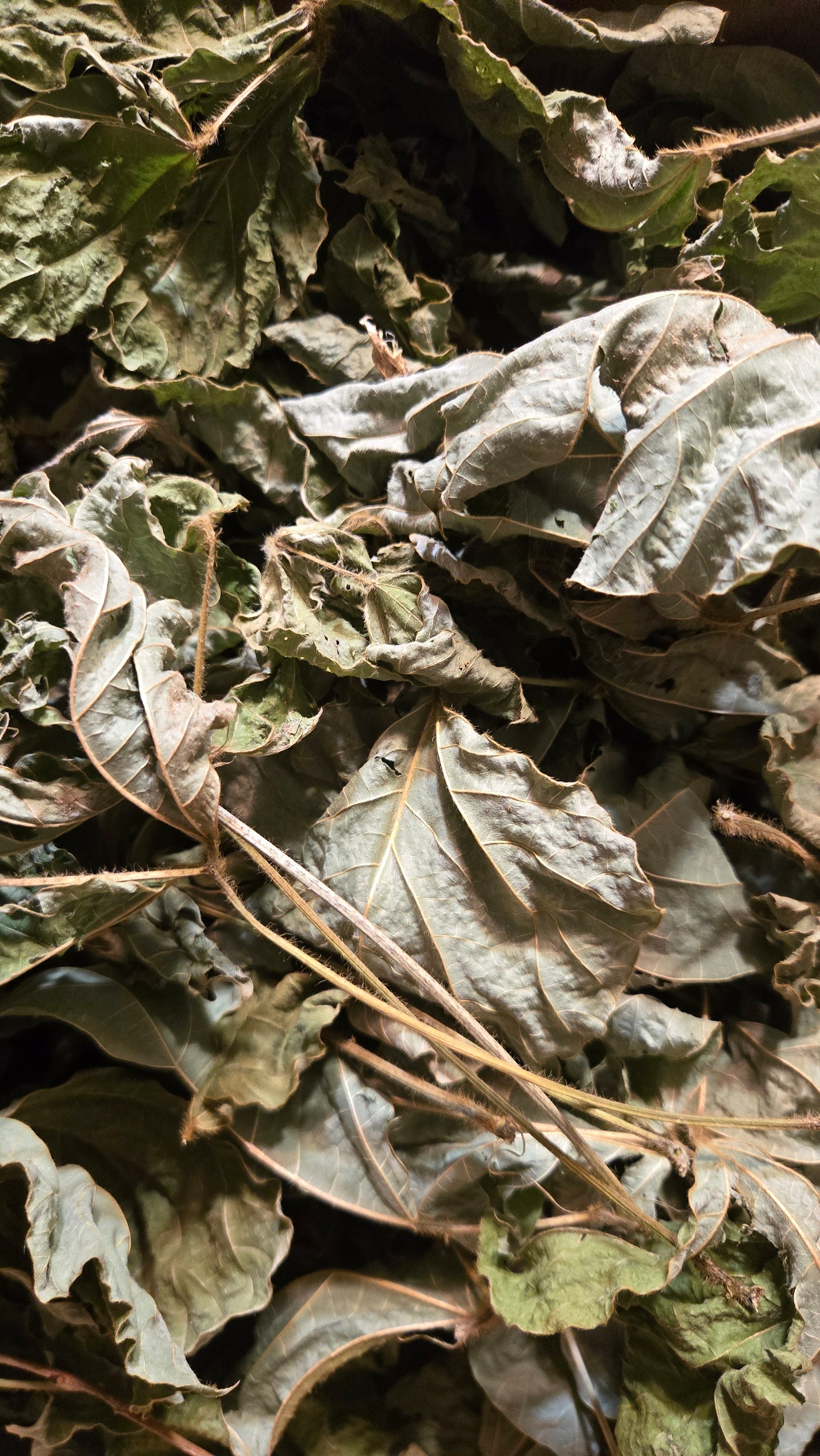 Kudzu Leaves & Roots for Isopods, Goats, Pets, Rabbits, and More.