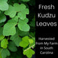 Kudzu Leaves & Roots for Isopods, Goats, Pets, Rabbits, and More.