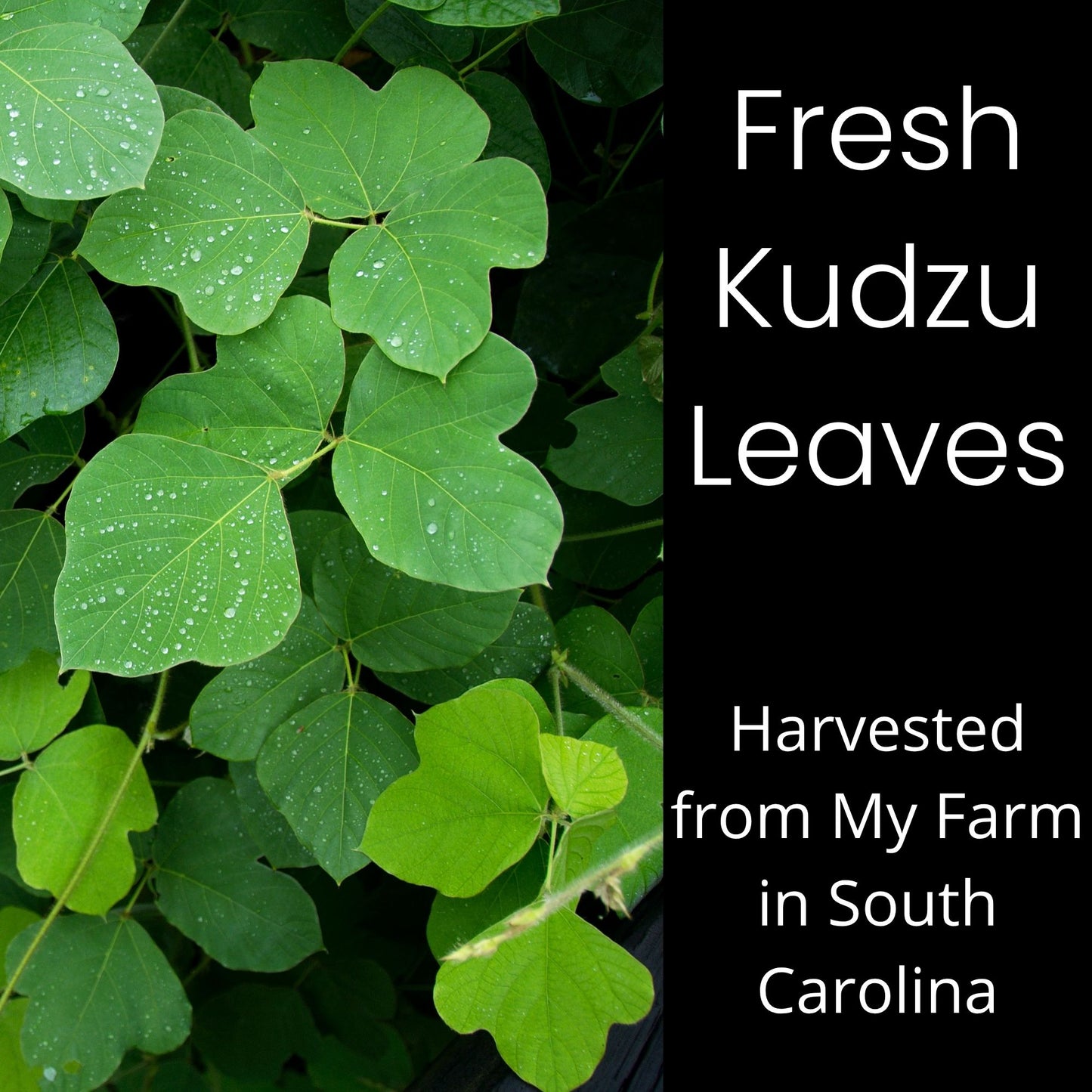 Kudzu Leaves & Roots for Isopods, Goats, Pets, Rabbits, and More.